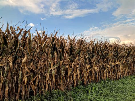 Corn Field in Ohio : r/pics