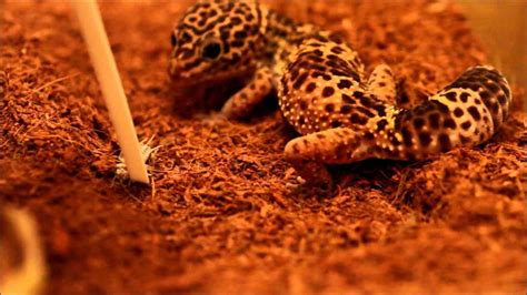 Leopard Gecko Substrates | Reptiles Amino