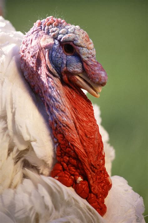 Turkeys | Free Stock Photo | Close-up of a large white male turkey | # 10063