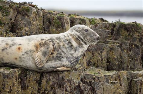 Farne Island Grey Seals stock photo. Image of hebrides - 55653246