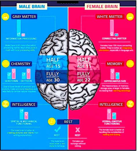 Male Vs Female Brain Structure