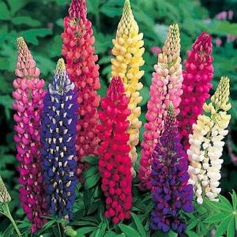 *25 GIANT LUPINE FLOWER MIX SEEDS ** TALL, SHOWY* #1091 | eBay