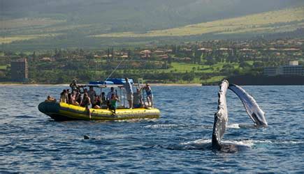 Whale Watching Maui | Humpback Whales