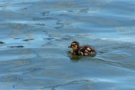 Cute baby Mallard Duckling swimming alone in a lake Photograph by ...