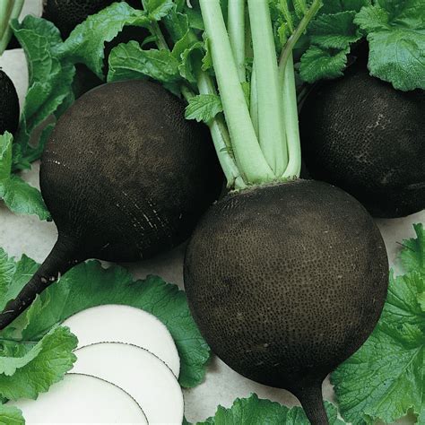 Radish Seeds - 'Black Spanish Round'