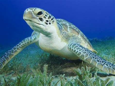 How Do Green Sea Turtles Care For Their Young