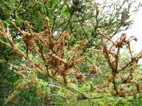 There's a surge of spruce budworms in the region - Elliot Lake News