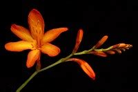 Montbretia / Crocosmia - Flowers in an English Country Garden