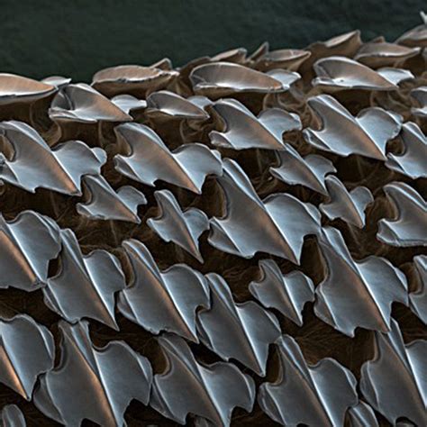 Shark Skin under a microscope. : r/natureismetal