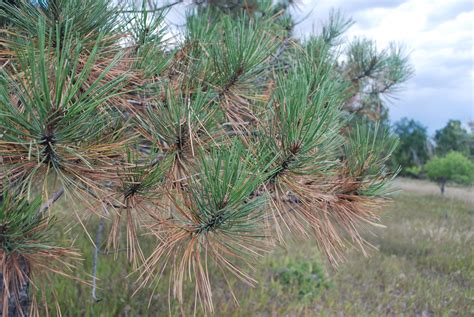 Dying Off-Color Pine Needles are Normal part of Autumn Season