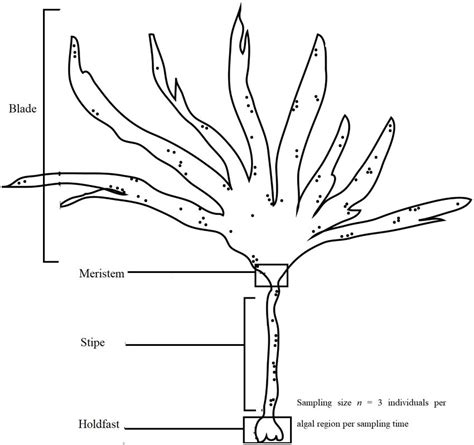 Laminaria Diagram