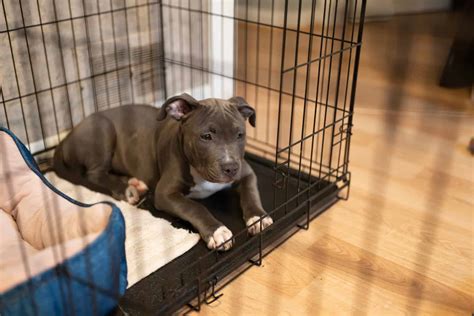 Puppy Crying At Night In The Crate: 9 Reasons & How To Help