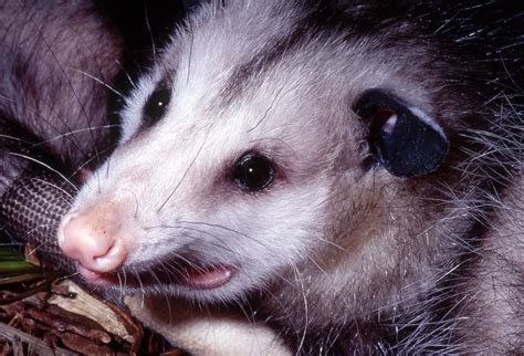 Didelphis virginiana Virginia Opossum, captive Cheyenne Mountain Zoo