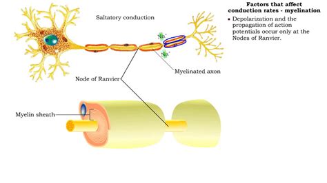 Saltatory Conduction Can Occur In Unmyelinated Axons