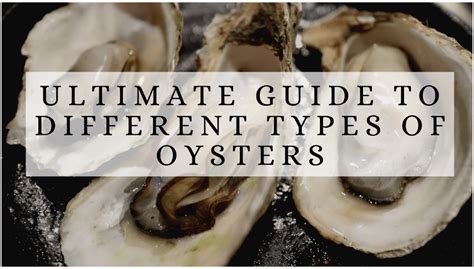 Ultimate Guide To Different Types Of Oysters - Tamara Like Camera