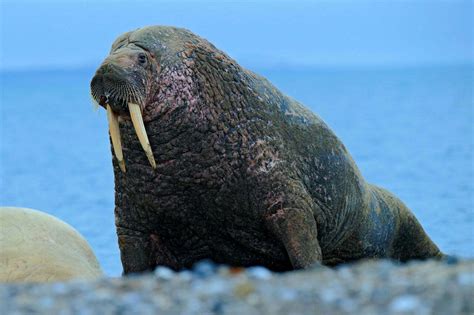 Walrus Symbolism - Spirit Animal Totems