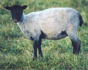 Elkhorn Icelandic Sheep | Color Genetics in Icelandic Sheep