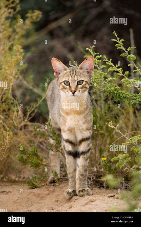 African wildcat (Felis lybica, Felis libyca, Felis silvestris lybica Stock Photo, Royalty Free ...