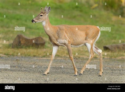 Deer in park Stock Photo - Alamy