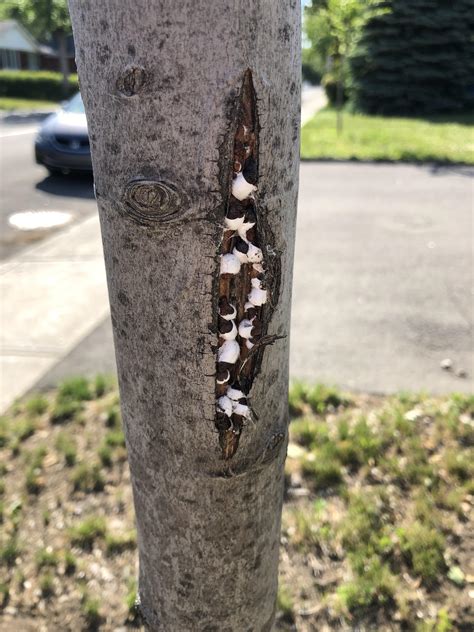 Can someone help me identify this fungus growing on my maple tree ...