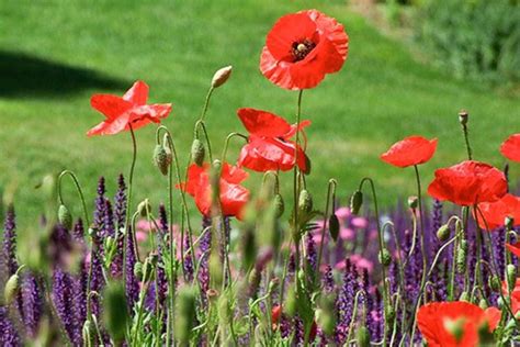 Papaver rhoeas (Flanders Poppy)