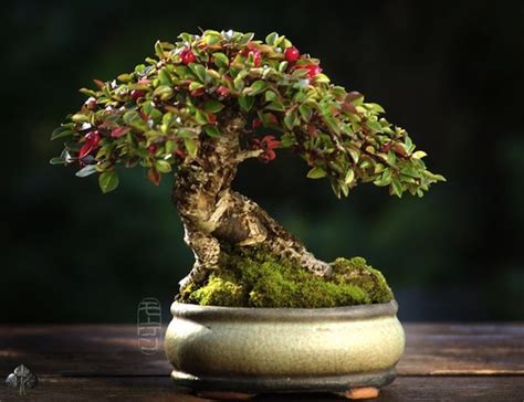 Cotoneaster - Bonsai Empire