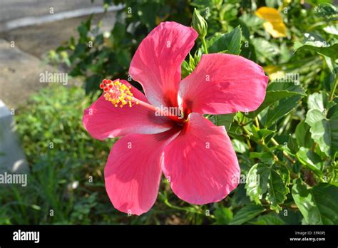 Gumamela hi-res stock photography and images - Alamy