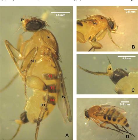 Figure 1 from Identification of Megaselia scalaris (Diptera : Phoridae) based on morphology and ...