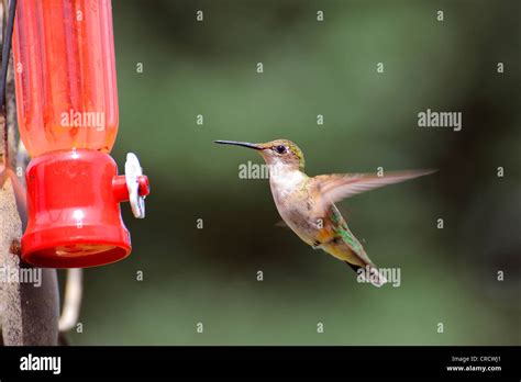 Hummingbird in flight at a feeder Stock Photo - Alamy