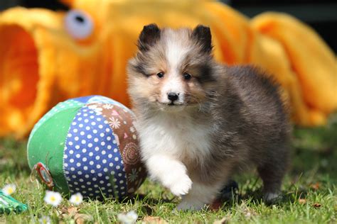 8 Facts About Shetland Sheepdogs - Greenfield Puppies
