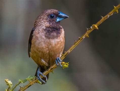 Gambar Burung Pipit, Bandol, Gereja, Emprit Beserta Pejelasannya - alihamdan