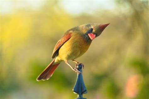 Close-up Photo of a Northern Cardinal Bird · Free Stock Photo