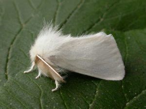 Brown-tail Moth: Identification, Life Cycle, Facts & Pictures