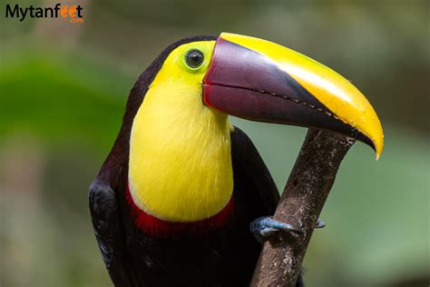 The 6 Different Toucans in Costa Rica: Best Places and Time to See Them