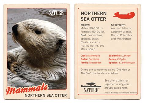 Infographic: Northern Sea Otter | Nature | PBS