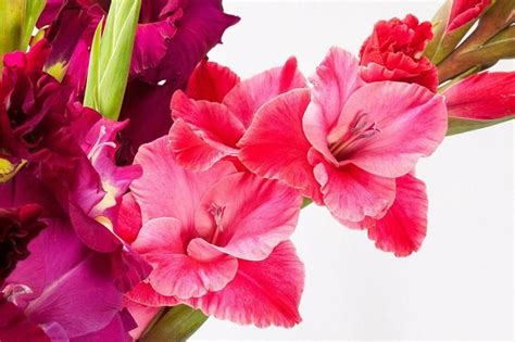 How to plant gladiolus - Flower Blog