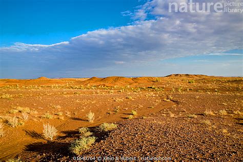 Stock photo of Long eared jerboa (Euchoreutes naso) habitat, Gobi ...