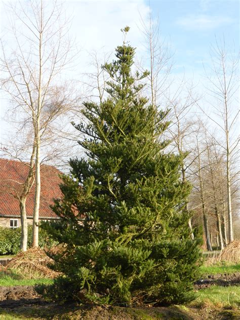 Abies koreana | Korean fir - Van den Berk Nurseries