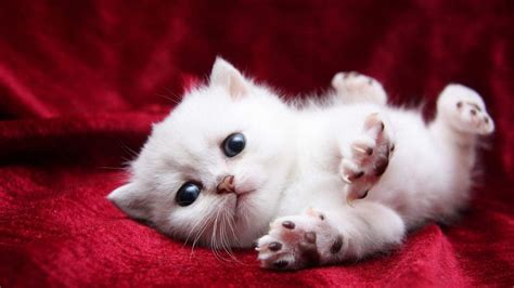 Cute White Cat Kitten Is Lying Down On Red Satin Cloth HD Cute Cat Wallpapers | HD Wallpapers ...