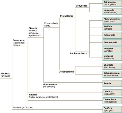 32.3: Animal Phylogeny - Biology LibreTexts