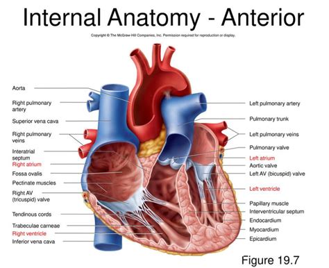 Cardiovascular System Structure