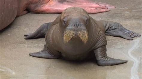 This new adorable baby walrus has the cutest waddle | Baby walrus ...