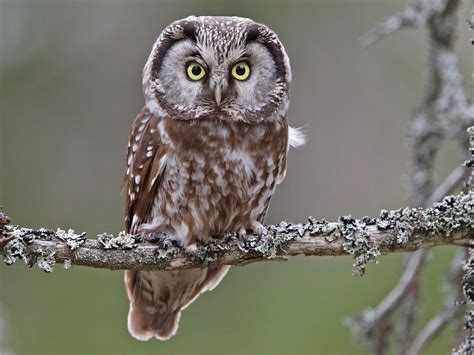 Boreal Owl - eBird