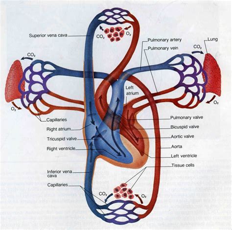 circulatory system - Welcome to AKBWalsh Science Site