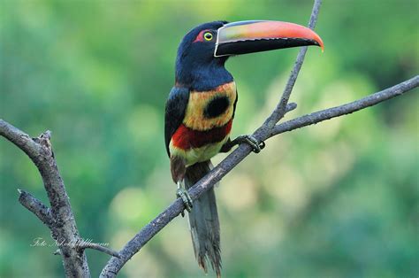 Hotel Cerro Lodge Intensive Birdwatching Costa Rica, Carara, Tarcoles. | Avistamiento de aves ...