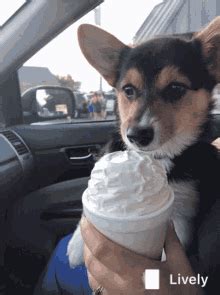 Ice Cream Eating Dog Full GIF - Ice Cream Eating Dog Full - Discover & Share GIFs