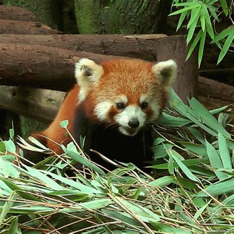 Red Panda Eating Bamboo Leaves GIF | GIFDB.com