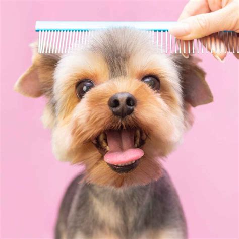 Top 5 Dog Grooming Tips – Bisous Pets