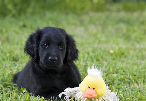 Flat-Coated Retriever Puppies For Sale - AKC PuppyFinder