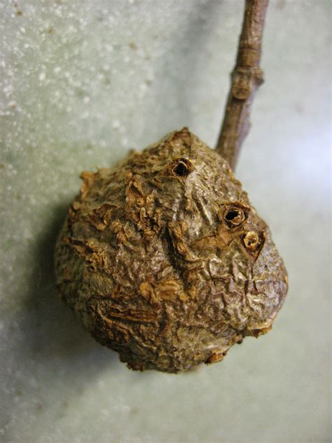 Capital Naturalist by Alonso Abugattas: Oak Galls